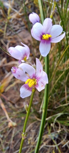 Ixia scillaris, photograph 3