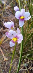 Ixia scillaris, photograph (c) Liezl van der Merwe, some rights reserved (CC BY)