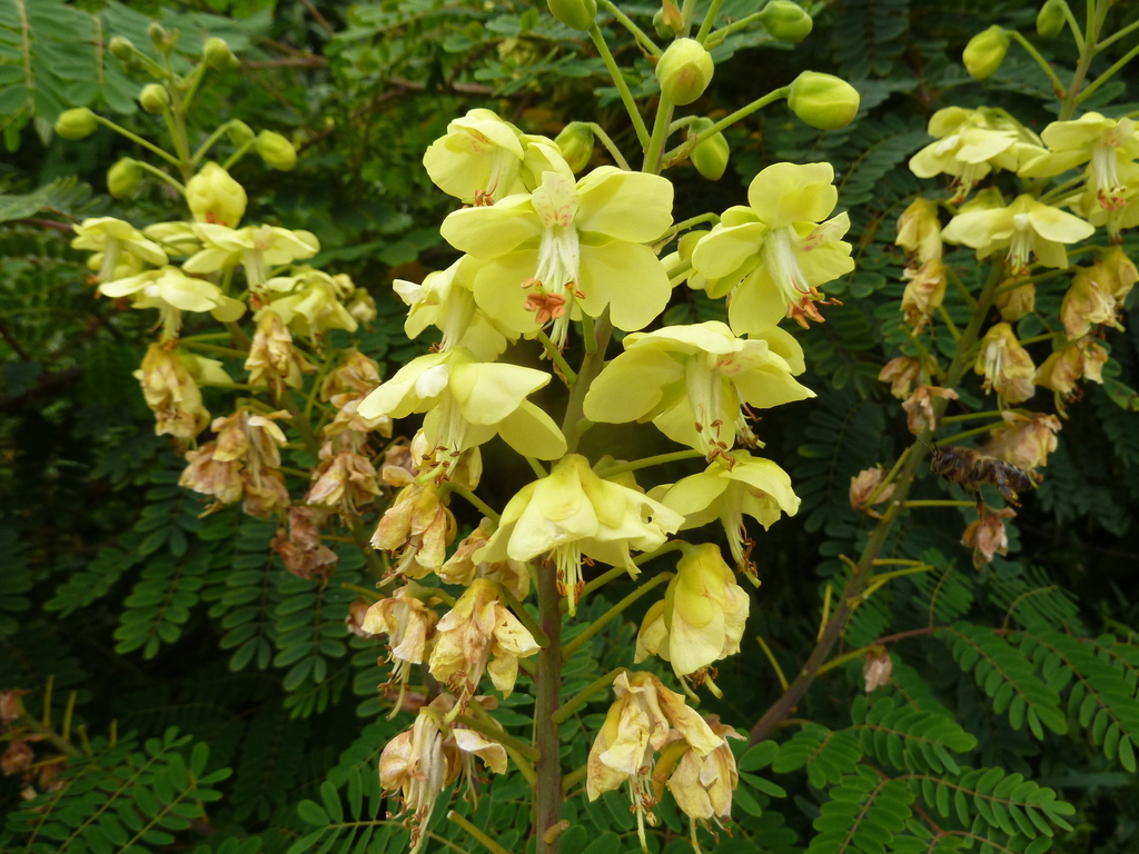 Biancaea decapetala