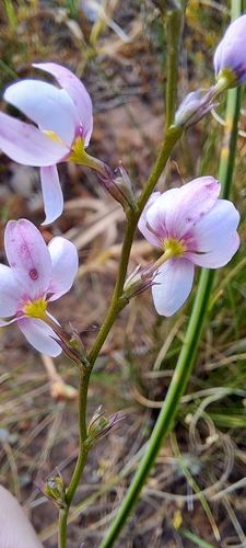 Ixia scillaris, photograph 4