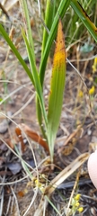 Ixia scillaris, photograph (c) Liezl van der Merwe, some rights reserved (CC BY)