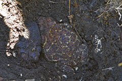 Peltophryne peltocephala