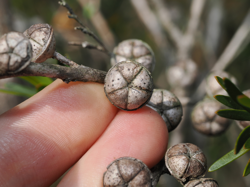 mountain tea tree