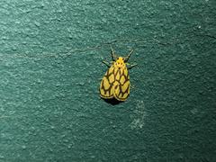 Miltochrista conjunctana