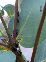 Eurymeloides punctata