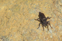 Pritchardia hirtipes