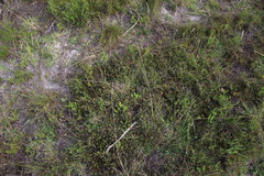 Aspalathus juniperina