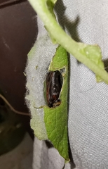 Chrysodeixis chalcites