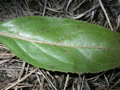 Penstemon cobaea