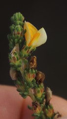 Aspalathus juniperina