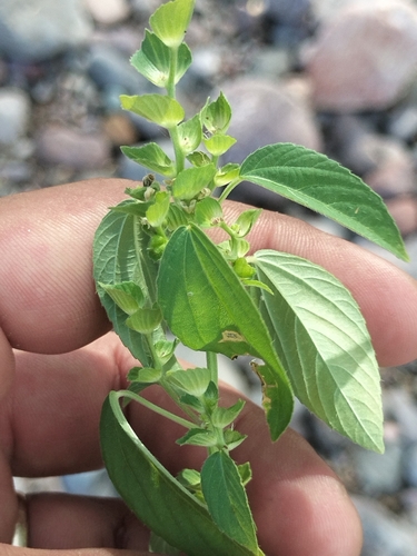 Baja California Copperleaf (Acalypha aliena)