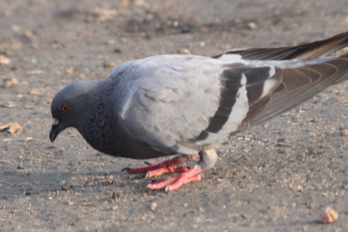 Feral Pigeon