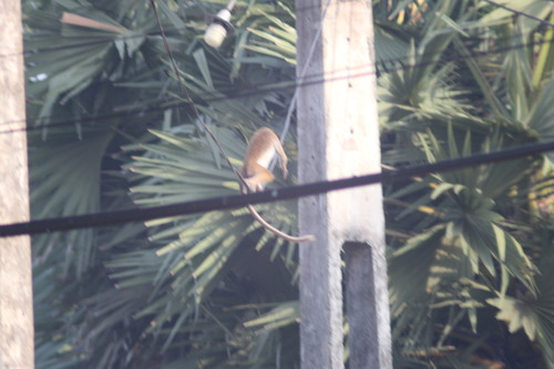Dry Zone Toque Macaque