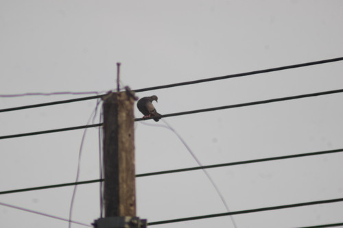 Feral Pigeon