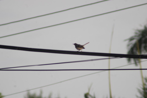 Oriental Magpie-Robin (Sri Lankan)
