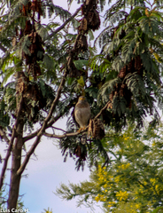 Rupornis magnirostris