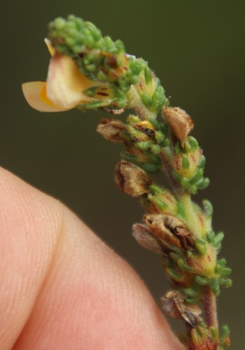 Image of Aspalathus juniperina by (c) Tony Rebelo, some rights reserved (CC BY-SA)