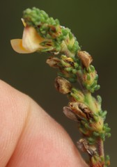 Aspalathus juniperina