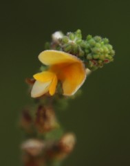 Aspalathus juniperina