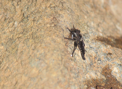 Pritchardia hirtipes