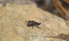 Pritchardia hirtipes