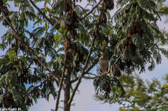 Rupornis magnirostris