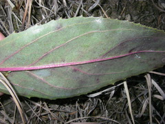 Penstemon cobaea