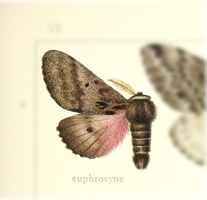 Coloradia euphrosyne
