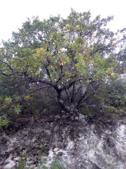 Quercus laceyi
