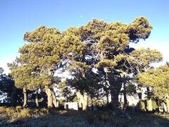 Pinus hartwegii