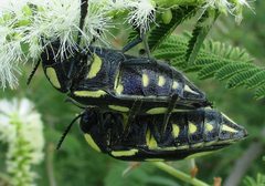 Sternocera orissa orissa