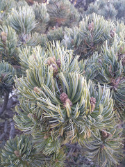 Pinus culminicola
