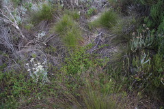 Cliffortia ferruginea