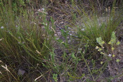 Aspalathus globulosa