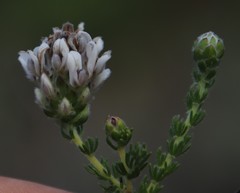 Aspalathus globulosa