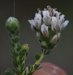 Aspalathus globulosa