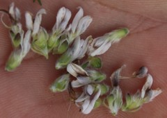 Aspalathus globulosa