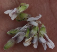 Aspalathus globulosa