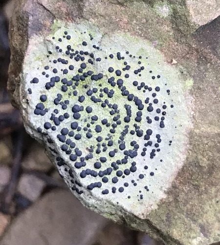 concentric boulder lichen