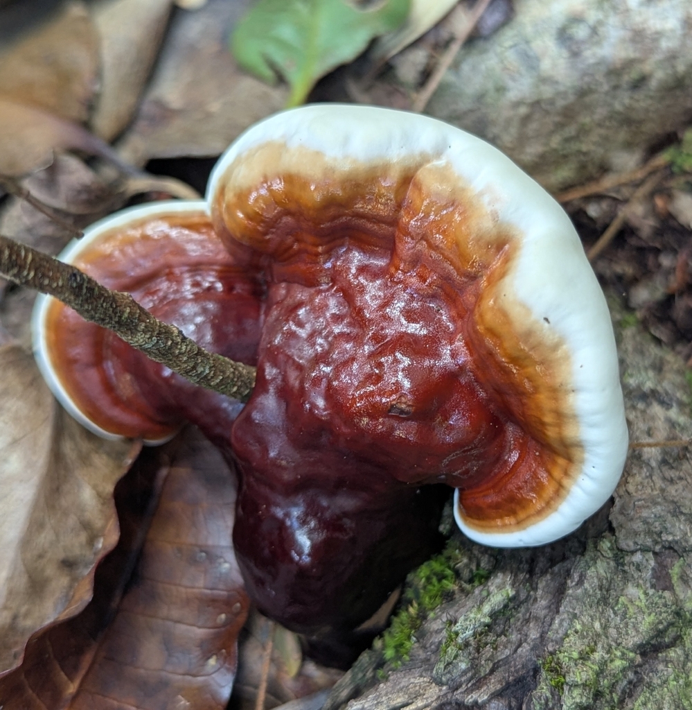 Ganoderma lucidum · October 2025 · photo: © benkeen (iNaturalist, cc0)