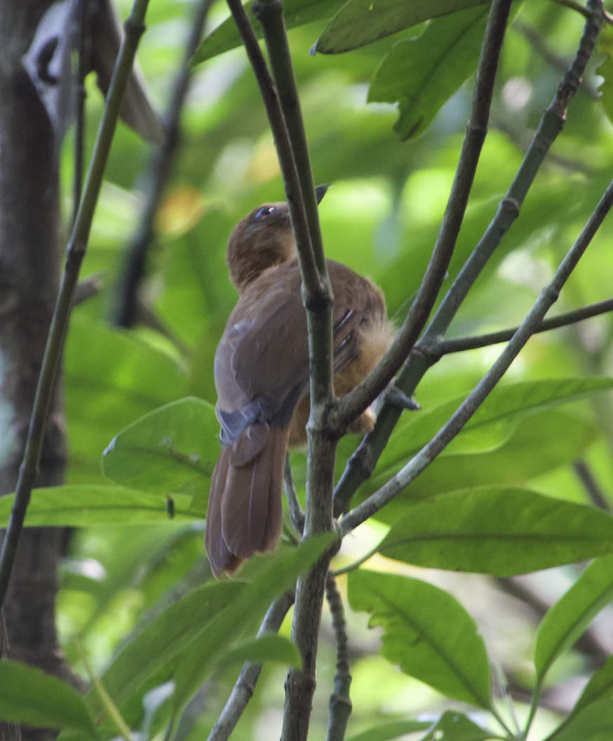 Rusty Pitohui (Pseudorectes ferrugineus), photo 1