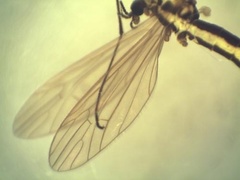 Ellipteroides lateralis