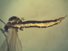 Ellipteroides lateralis