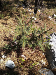 Abies vejarii