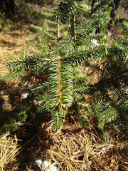 Abies vejarii