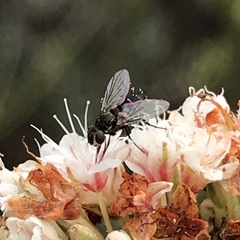 Clausicella setigera