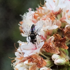 Clausicella setigera