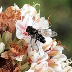 Clausicella setigera