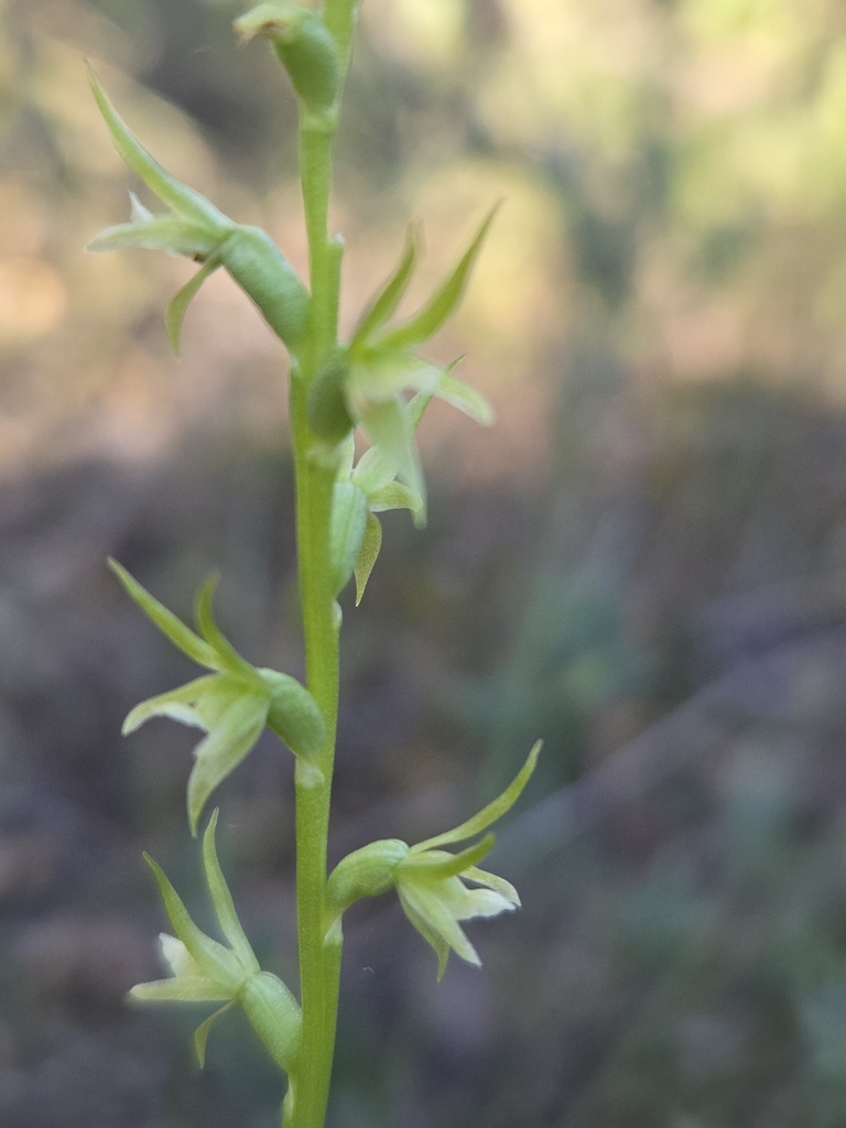 Prasophyllum lindleyanum