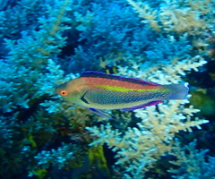 Dotted Wrasse photo 4